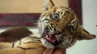 国产小老虎视频